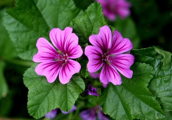 Malva