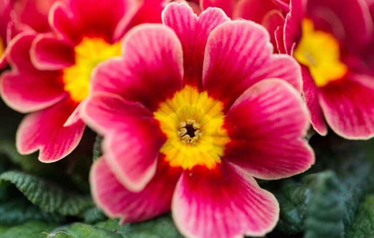 Primrose (Flower, root)