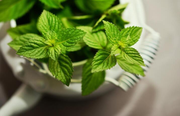 Organic Peppermint (Leaf)