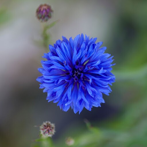 Organic Corn flower (Flower, Petal)