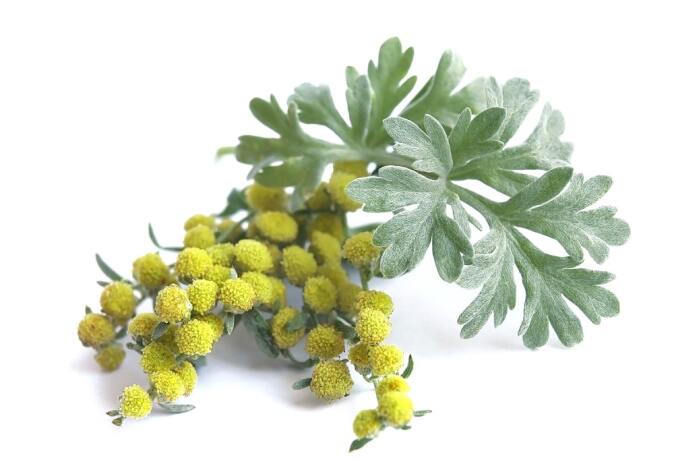 Organic Wormwood (Flower)