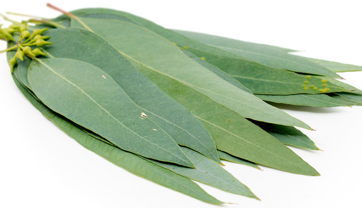 Organic Eucalyptus (Leaf)