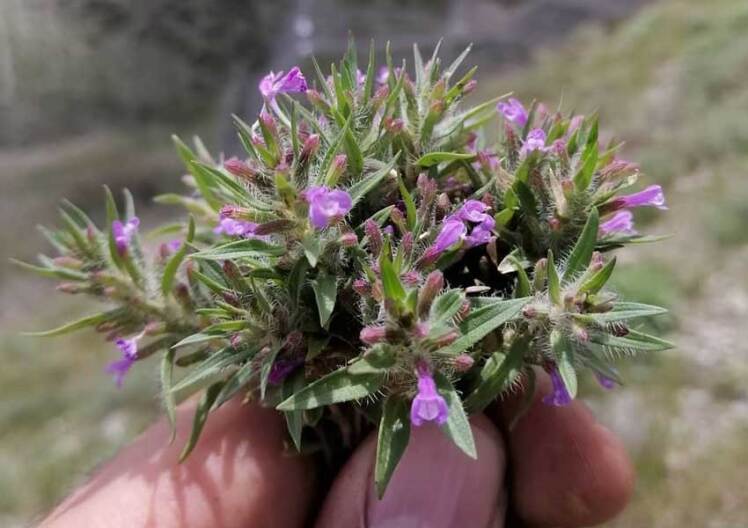 Organic Pennyroyal (Leaf) 