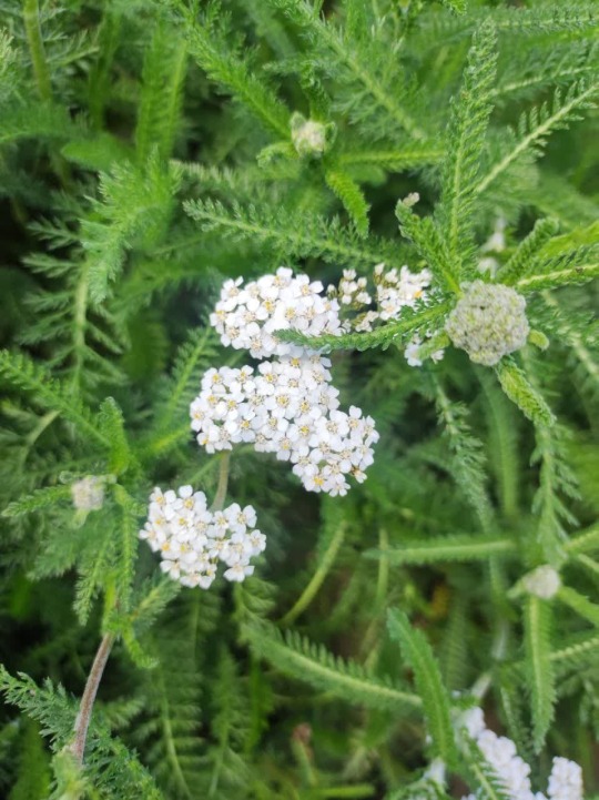 Organic Yarrow (Flower, Herb) 