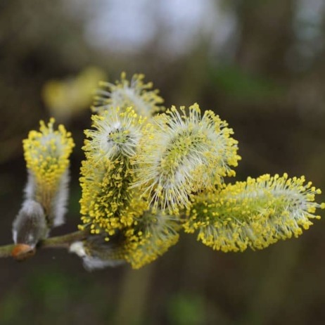 Organic Persian willow (Flower)