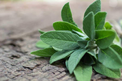 Organic Common Sage (Leaf)